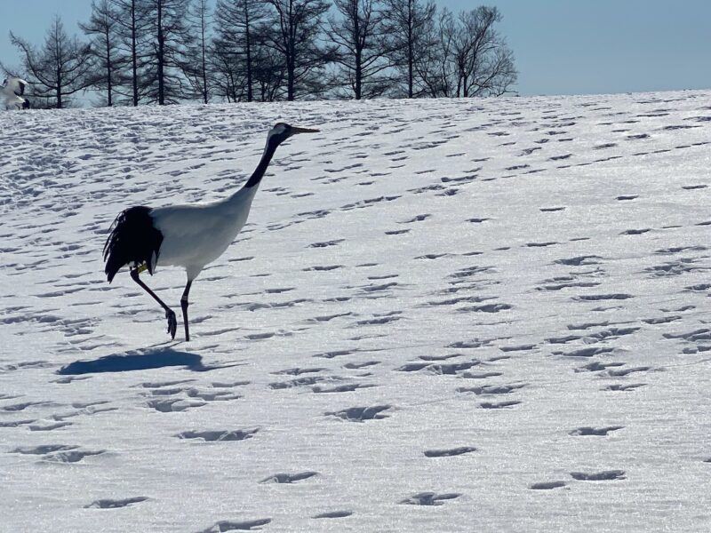 Kushiro, Hokkaido, Japan. Image © PlanetSKI